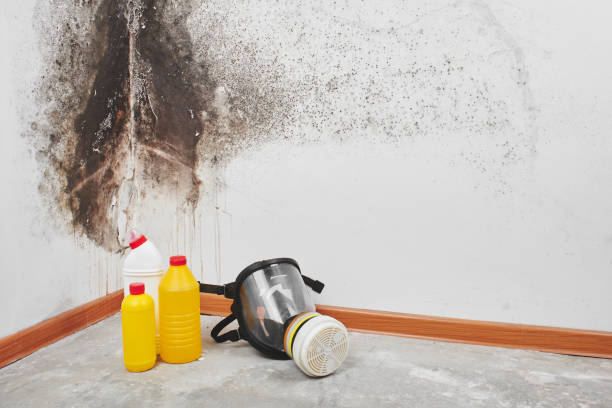 Best Attic Mold Removal  in West Richland, WA