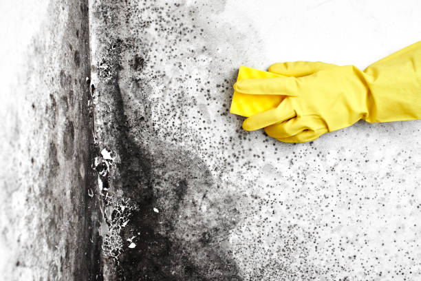 Best Mold Removal and Inspection  in West Richland, WA