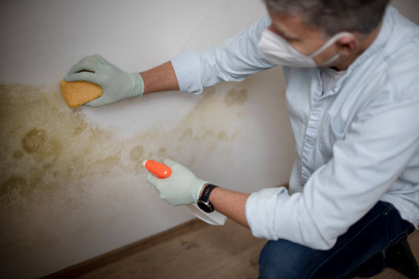 Best Commercial Mold Removal  in West Richland, WA