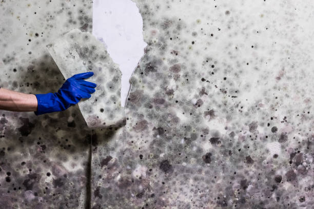 Best Mold Damage Repair  in West Richland, WA