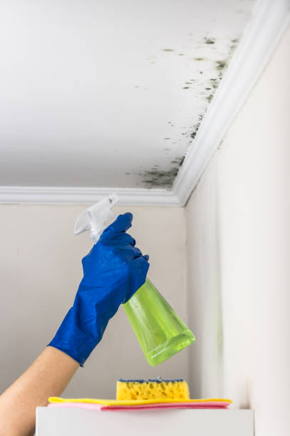 Best Toxic Mold Removal  in West Richland, WA