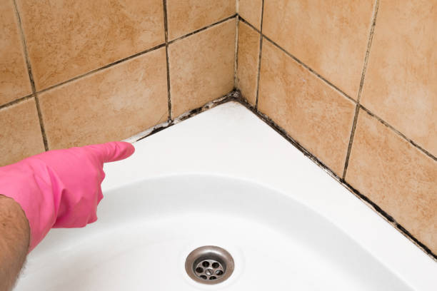 Best Professional Mold Removal  in West Richland, WA