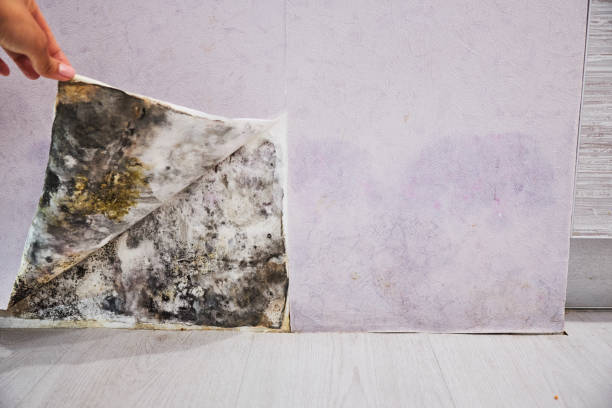 Best Toxic Mold Removal  in West Richland, WA